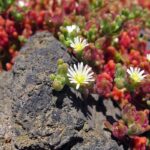 Mesambryanthemum_nodiflorum