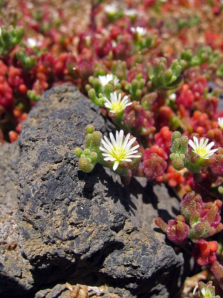 Mesambryanthemum_nodiflorum