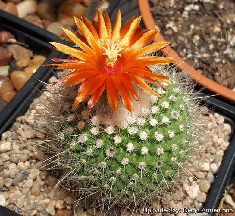 Parodia nivosa