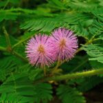 Mimosa_pudica_003