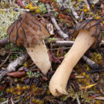 Morchella-semilibera-01
