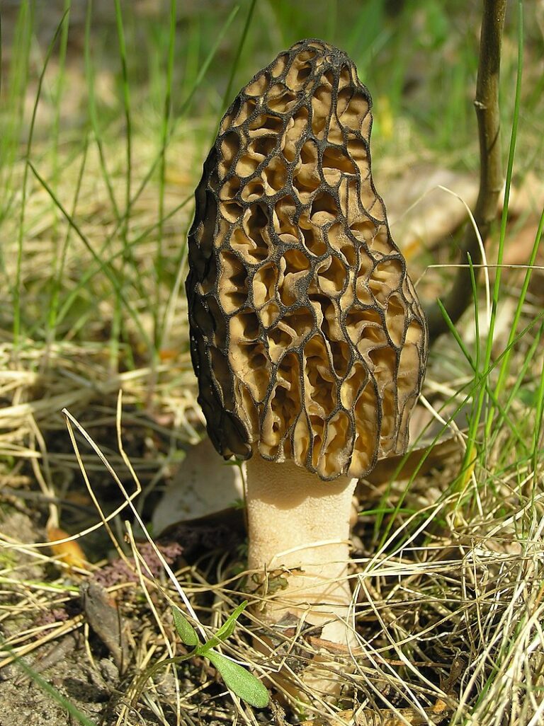 Morchella_conica_1_beentree