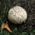 Mycenastrum_corium_164174