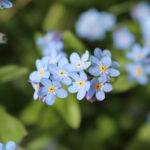 Myosotis_sylvatica_03