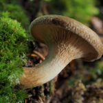 Cortinarius – koprenke
