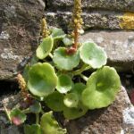 Navelwort_700