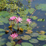Nelumbo_nucifera,_Lotus_at_Jahangirnagar_University_lakes