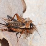 Nemobius sylvestris female