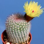 Notocactus_scopa_9366_l