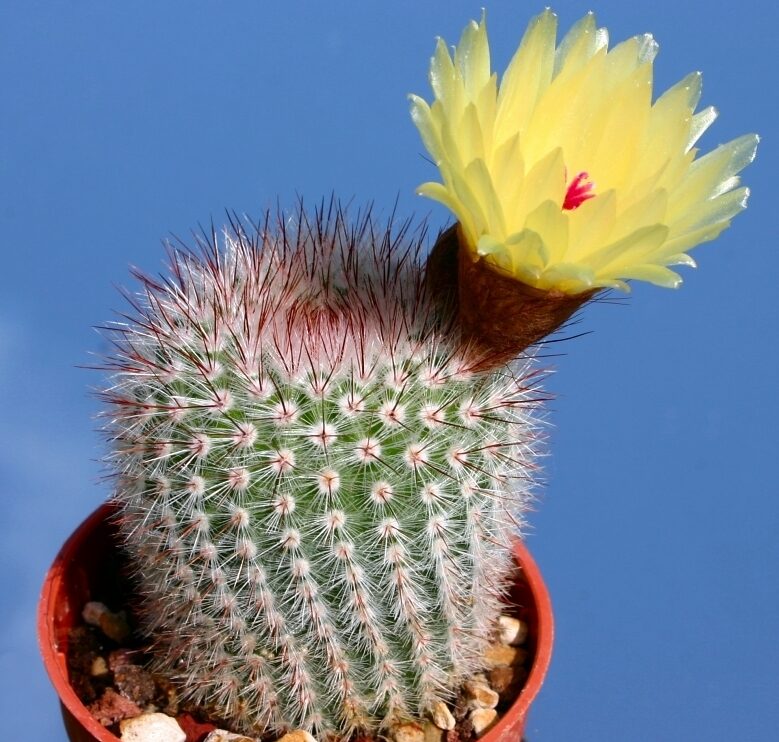 Notocactus scopa