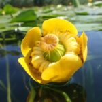 Stulík žlutý Nuphar-lutea_Bornand-Christophe_2019-08-11_P8112070