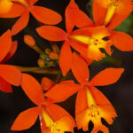 ORCH_epid_ibaguense_gua_shol5960