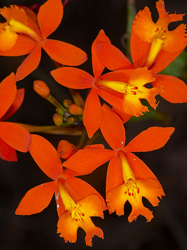 Epidendrum ibaguenské