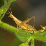 Oecanthidae_-_Oecanthus_pellucens