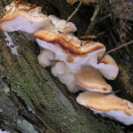 Oligoporus fragilis2