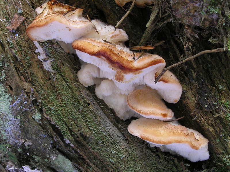 Bělochoroš nahořklý
