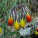 Onosma frutescens 3, Saxifraga-Ed Stikvoort