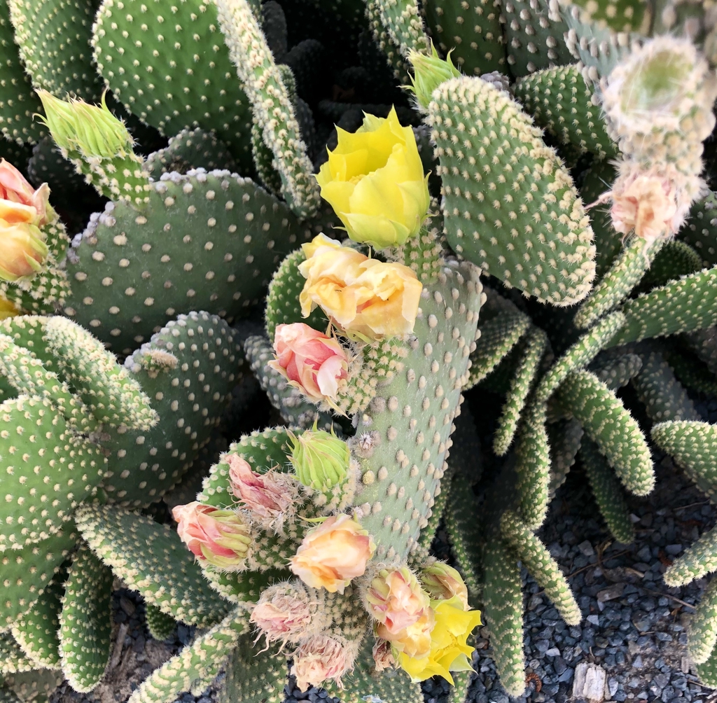 Opuntia microdasys