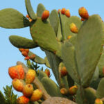 Opuntia_ficus-indica-e1591130455990