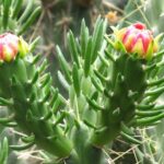 Opuntia_subulata_20126_l