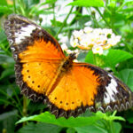 Orange_Lacewing