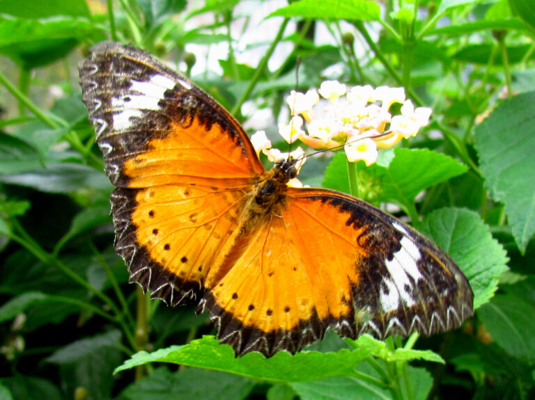 Orange_Lacewing
