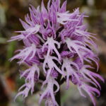 Orchis_italica_047