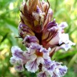 Orobanche_crenata_-_Chios_-_Greece