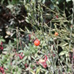 Osyris_alba_with_fruit