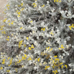 Otanthus_maritimus_6_(Espagne)