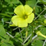 Oxalidaceae