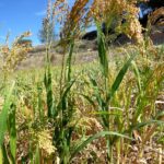 Proso seté - plevelné morfotypy PANICUM_MILIACEUM_-_LLANERA_-_IB-003_(Mill)
