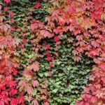 PARTHENOCISSUS-QUINQUEFOLIAParravirgen_1_700x700.jpg