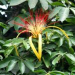 Pachira_aquatica_(1)
