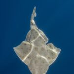 Pacific-Angelshark-034