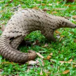 Pangolin.jpg