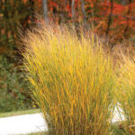 Panicumvirgatum.cmyk.bcwebmerv_2207__42353