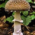 Panther-Mushroom-Amanita-pantherina.png