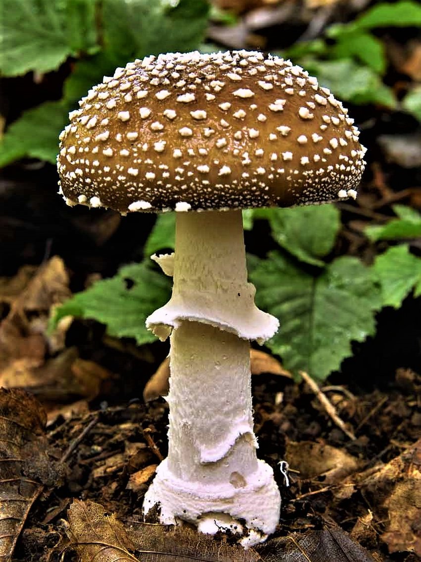 Muchomůrka panterová – tygrovaná