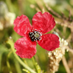 Papaver_hybridum_(inflorescense)