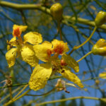 Parkinsonia_aculeata_4