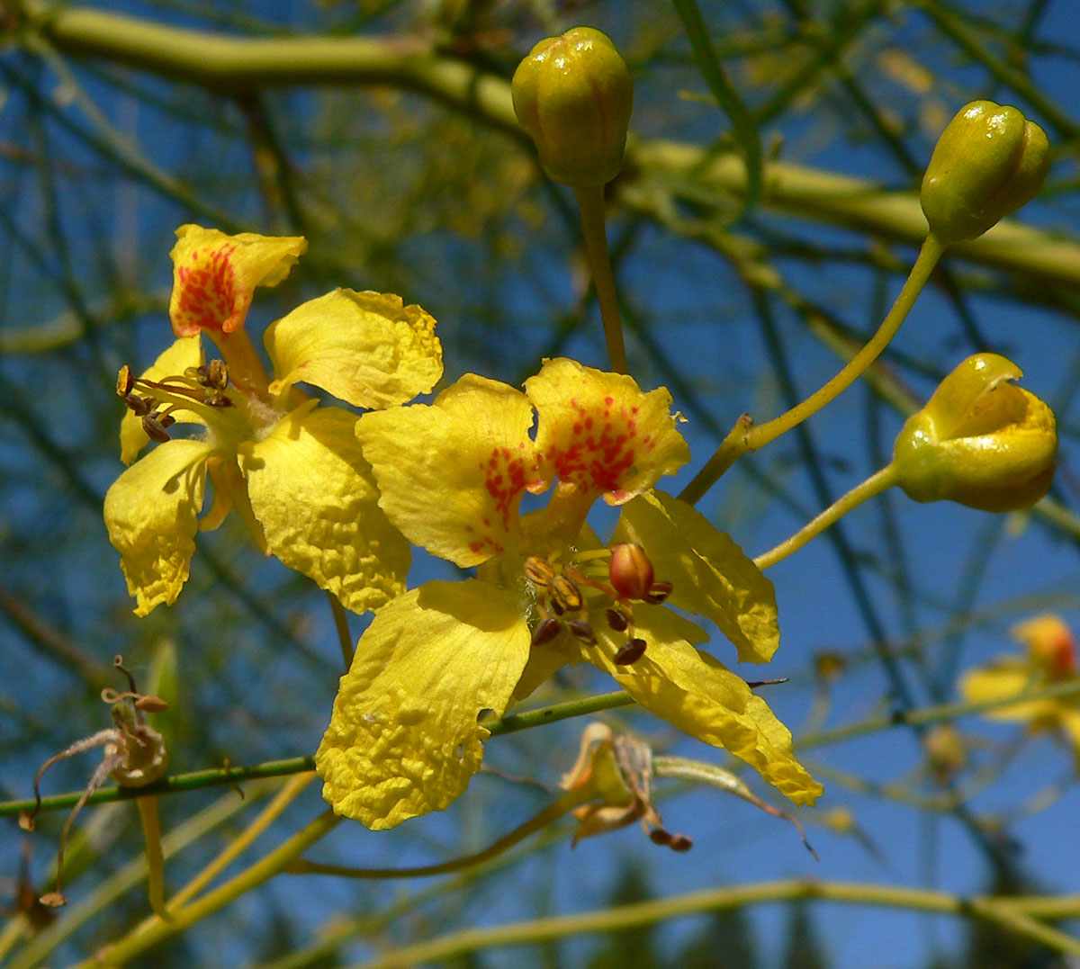 Parkinsonie pichlavá