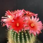 Parodia-penicillata2