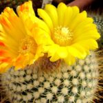 Parodia_mutabilis_18808_l