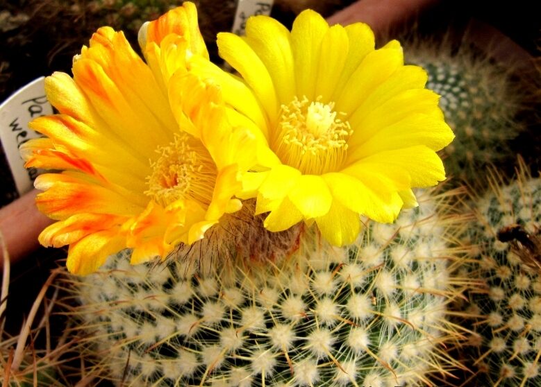 Parodia mutabilis