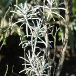 Parolinia_intermedia_-_Botanischer_Garten,_Frankfurt_am_Main_-_DSC02402