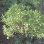 Parolinia_ornata