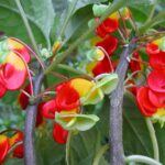 Parrot_Impatiens_niamniamensis_6839