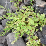 Patellifolia_patellaris_kz2