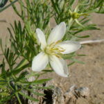 Peganum_harmala_Baikonur_04